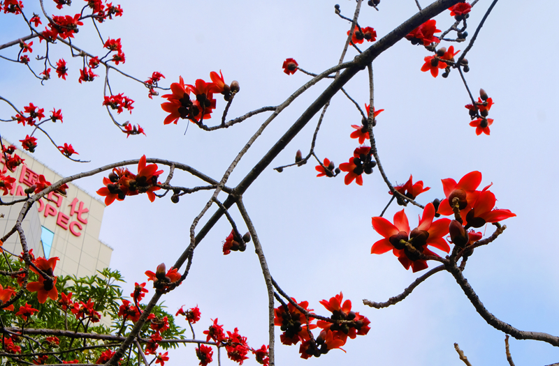 2. Kapok flowers near Jingmi Park in Futian District.jpg