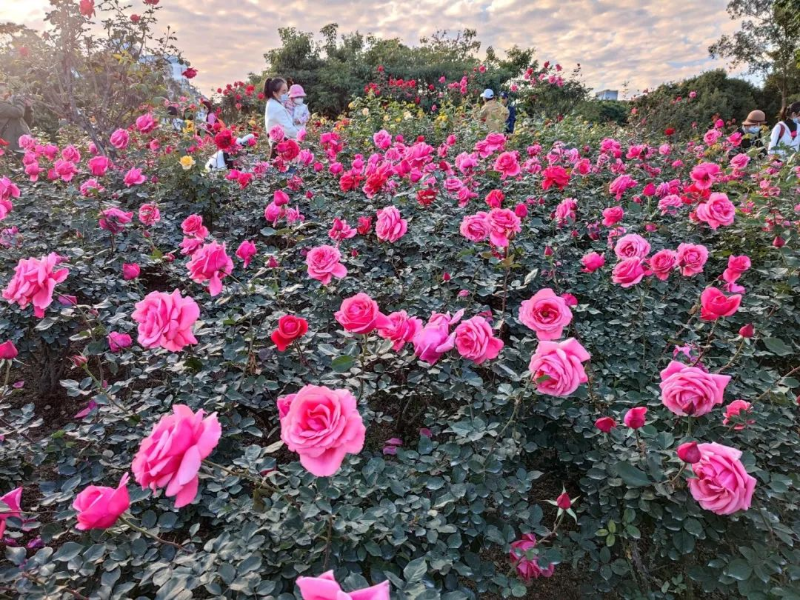 IMG_9082_副本.jpg 圖片